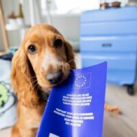 Novas regras aplicáveis aos animais de companhia que viajam na União Europeia