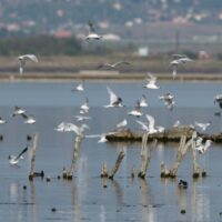 Comissão Europeia lança consulta pública sobre as Diretivas Aves e Habitats