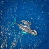 Comissão Europeia lança duas consultas públicas para reforçar resiliência hídrica e proteção dos oceanos