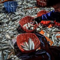 Comissão Europeia aprova 30 milhões de EUR para empresas agrícolas e das pescas em Portugal face ao aumento dos preços de combustíveis e fertilizantes